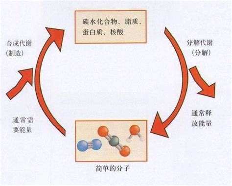 同化作用例子